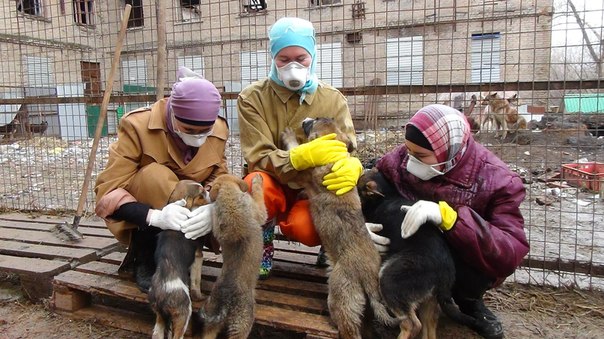 Волонтеры помогающие бездомным. Приют доброта Уфа. Приют бездомных животных Уфа. Волонтеры в приюте для животных.